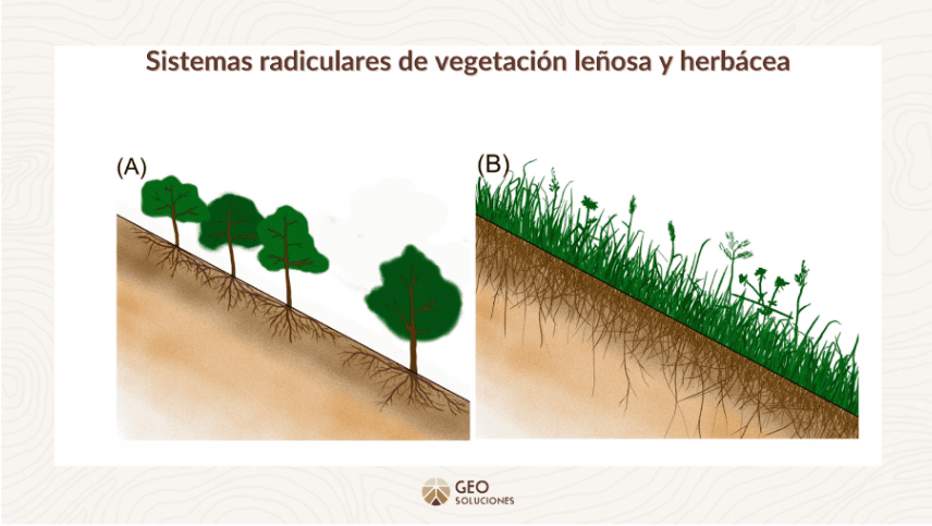 Sistemas radiculares de vegetación leñosa y herbácea