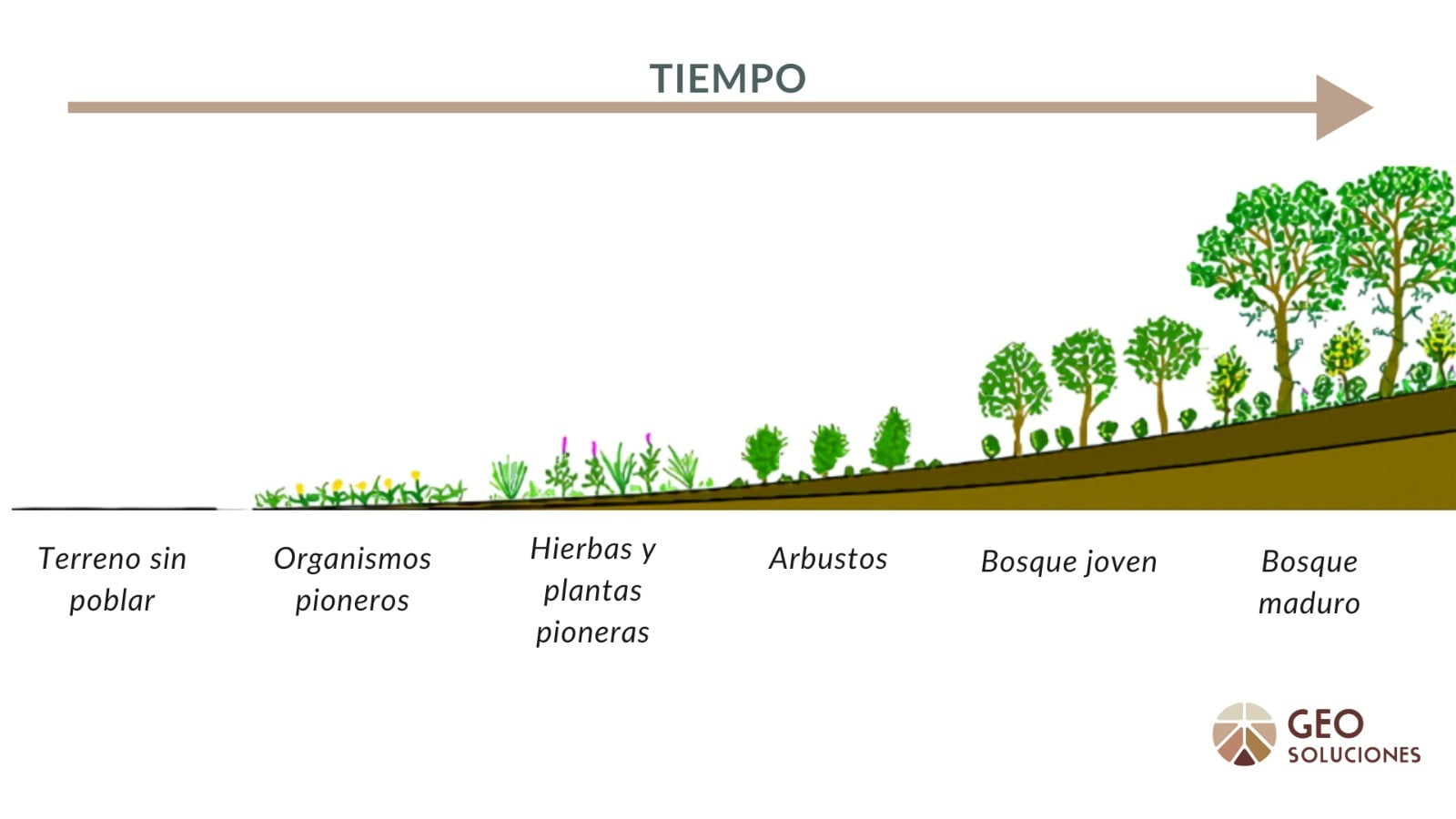 Imagen 1: Sucesión ecológica primaria